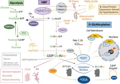 A nexus of lipid and O-Glcnac metabolism in physiology and disease